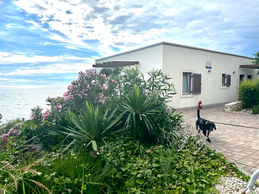 Insel vor Porec Wolke, Himmel, Pflanze, Hund, Blume, Gebäude, Fenster, Haus, Baum, Grundstück,